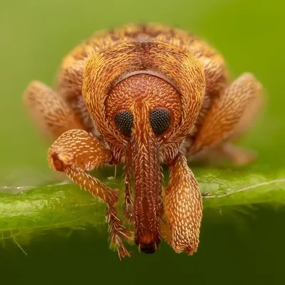 WeevilWednesday profile