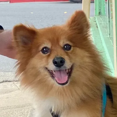 Foxy Leu profile