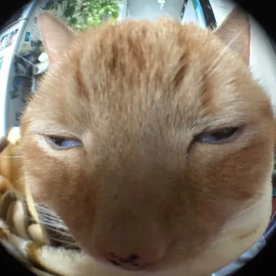 weird cats but ok profile