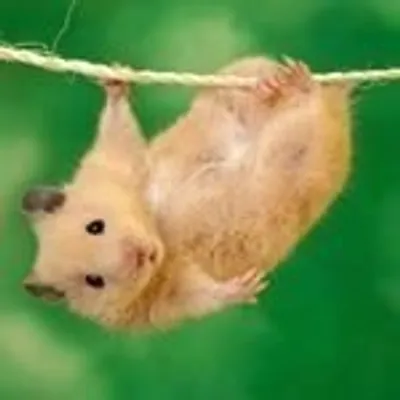 Hamsters ® profile
