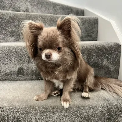 ✨ WERF THE CHIHUAHUA ✨ profile