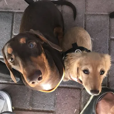 westcoast_weenies profile