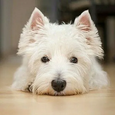 Westie Moments® profile