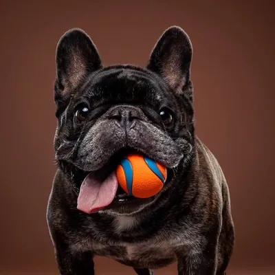 Danny the Frenchie ๐ถโ๐ผ profile