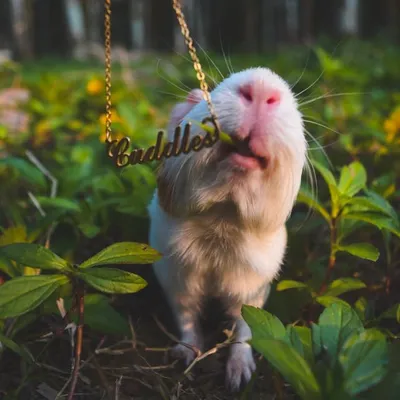 Cuddles The Guineapig profile