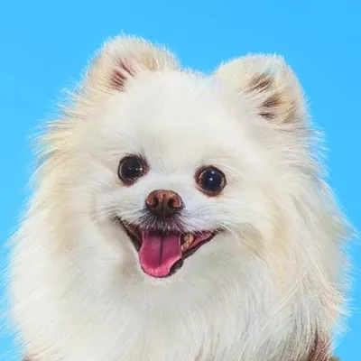 Tofu profile