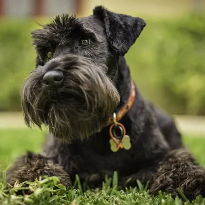 Wally profile