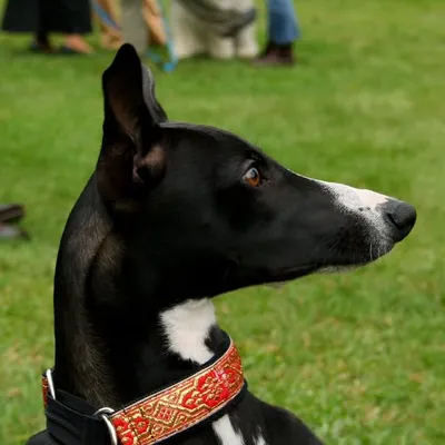 Whippets Of Instagram profile