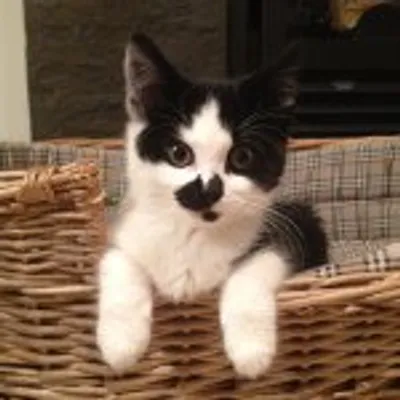 Kitten Foster Home 🐱 profile