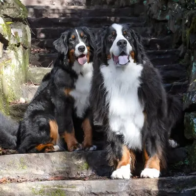 Whisper & Echo profile