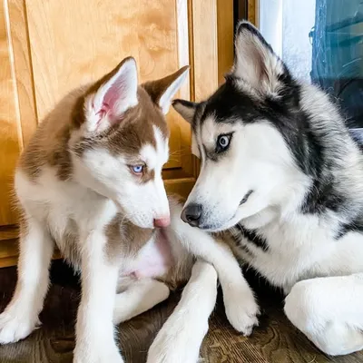 Nash + Knox White profile
