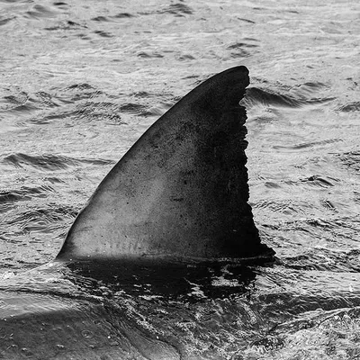 White Sharks Daily profile