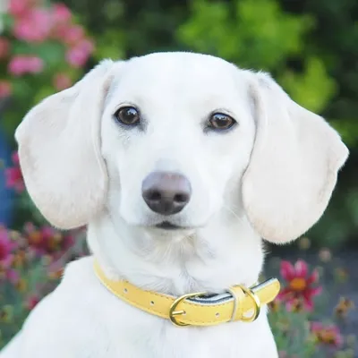 Whitney profile