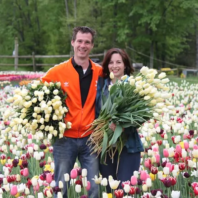 Wicked Tulips Flower Farm profile