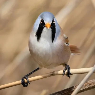 Wild life photography profile