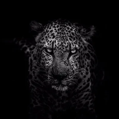 Wildest Africa profile