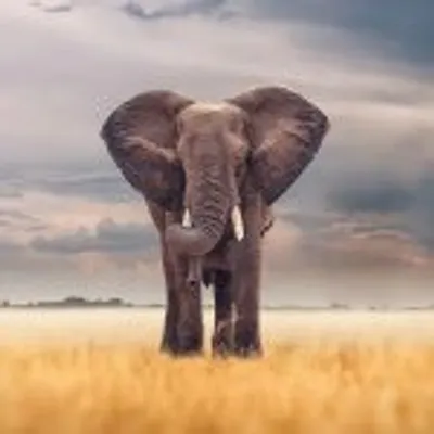 Wildlife profile