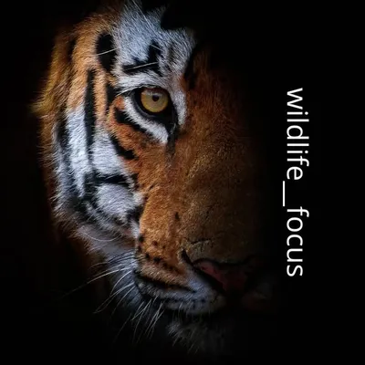 discover_the_nature profile
