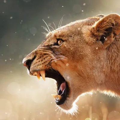 دوستدار حیاتوحش 🦁 profile