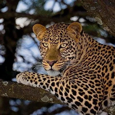 wildlife eye profile