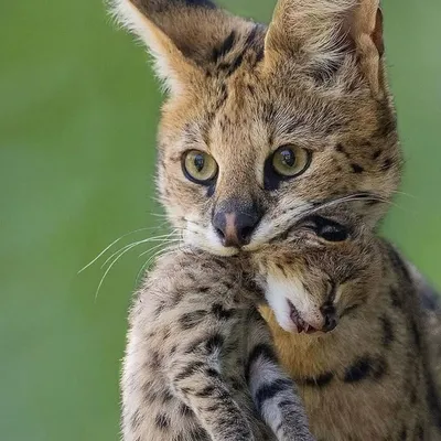 Wildlife Is Amazing profile