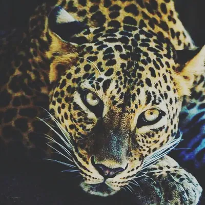Wildlife Glimpse profile