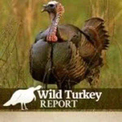 Wild Turkey Report profile