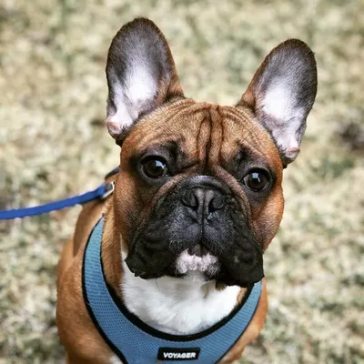 Louie André Gabor profile