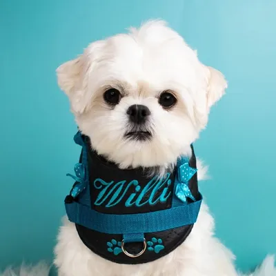 Willi the Maltese profile