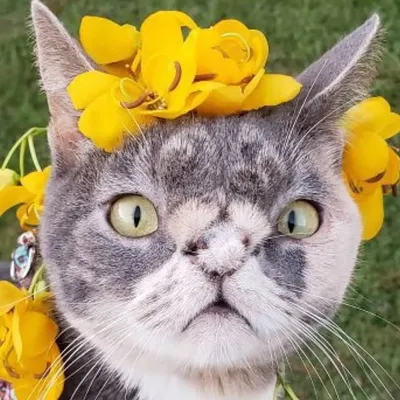 Willow the Beautiful Cat profile