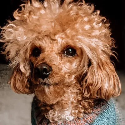 Willy, Buffy & Bailey!🥰 profile
