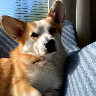 Will y Corgi ๐ด๓ ง๓ ข๓ ท๓ ฌ๓ ณ๓ ฟ๐ถ profile
