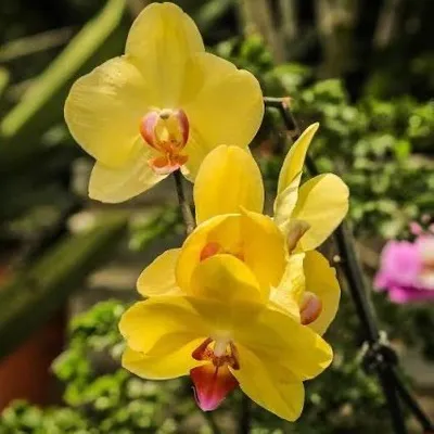 🍀Wilona Asheera️️️️️️️️️️️️️️🍀 profile