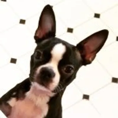 Wilson Nibbler Dietrich profile
