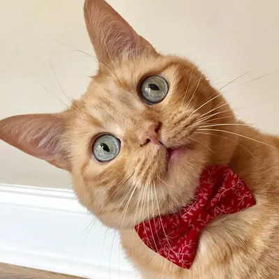 winksthecat profile