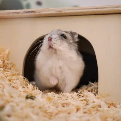 Hamster Winnie profile