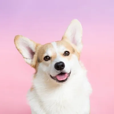 Winston profile