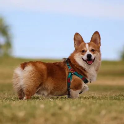 Winston the Corgi profile