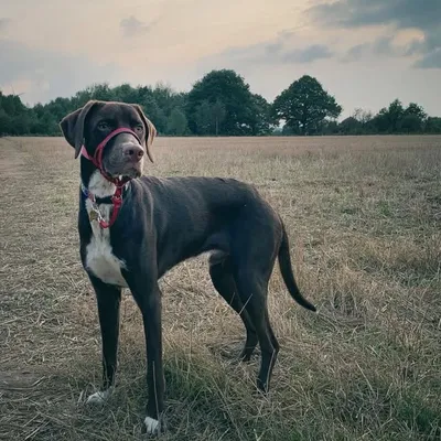 🐾Sir Winston Furchill 🐶🐾 profile