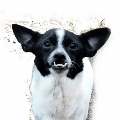 Winston Has An Underbite profile