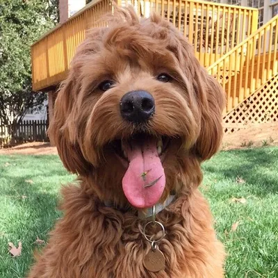 Winston the Mini Doodle profile