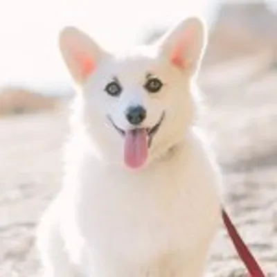 Winston the White Corgi profile