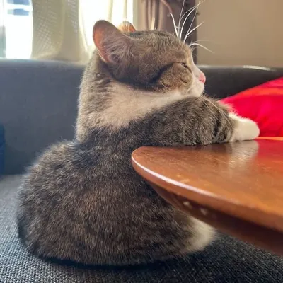 ๐ฆ๐ฒ๐ท๐ฝ๐ฎ๐ป profile