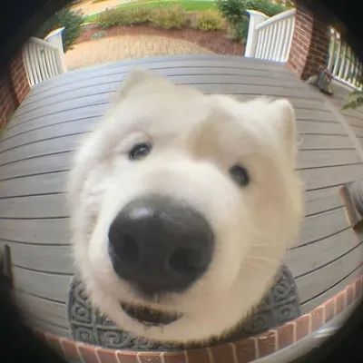 Dog memes profile