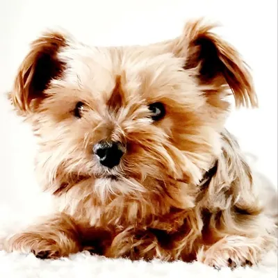 WoezelTheCutestYorkš profile