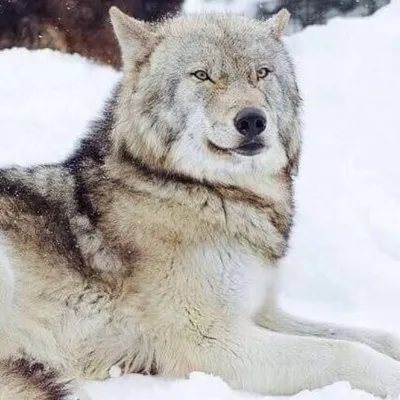 Wolves Way profile