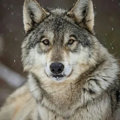 Wolves of Instagram ๐บ profile