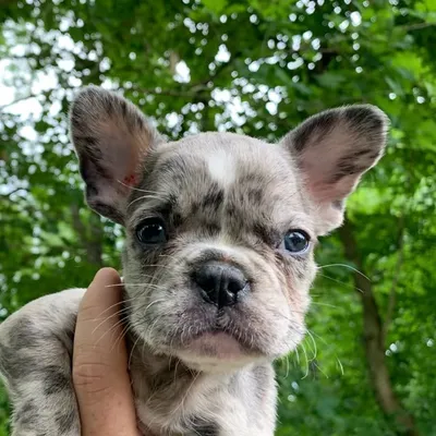 Woodland French Bulldogs profile