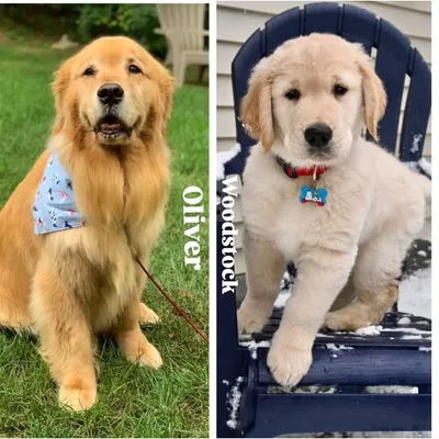Woodstock The Golden profile