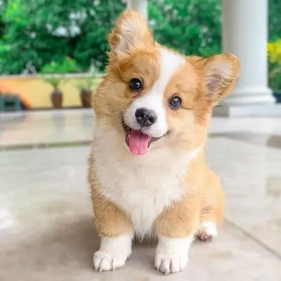Woof Gone Wild 🦮 profile